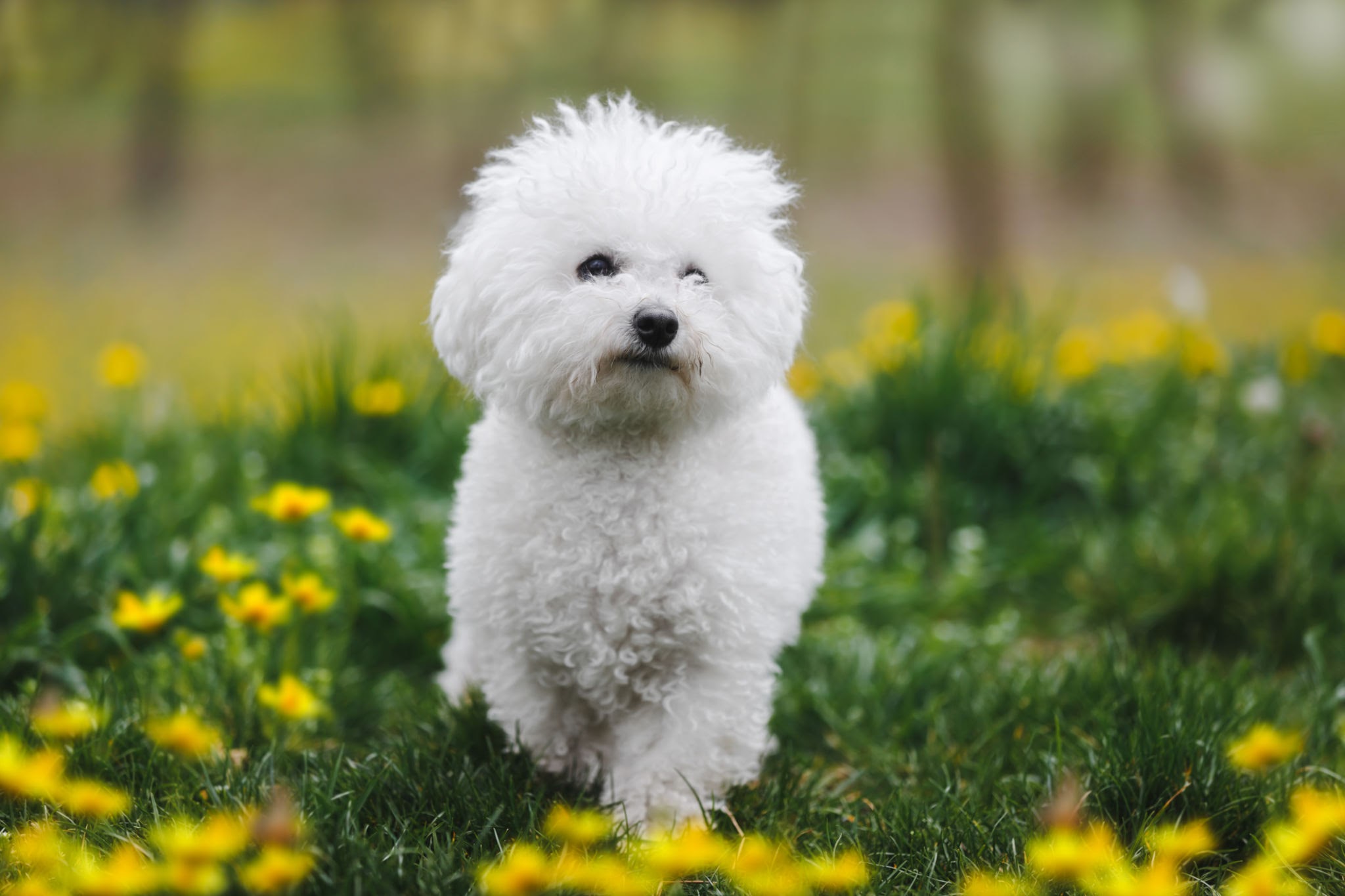 The dog that should be Kentucky’s Official Dog